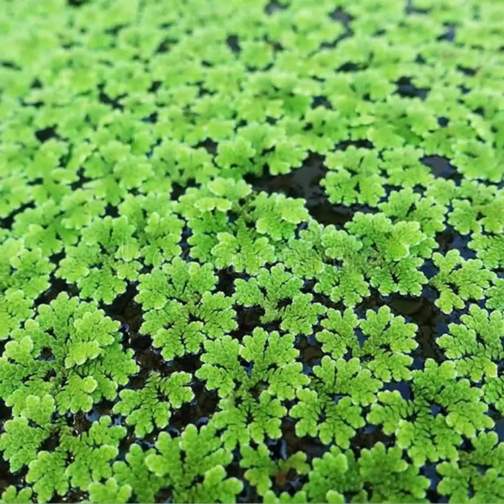 Azolla-1