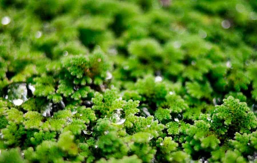 Fairy-Moss-Care-Guide-–-Planting-Growing-and-Propagation-Azolla-caroliniana
