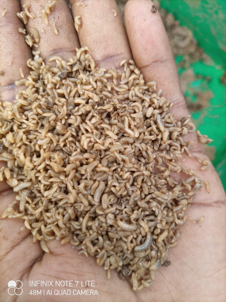 IMG_20211201_161632_889 (1)