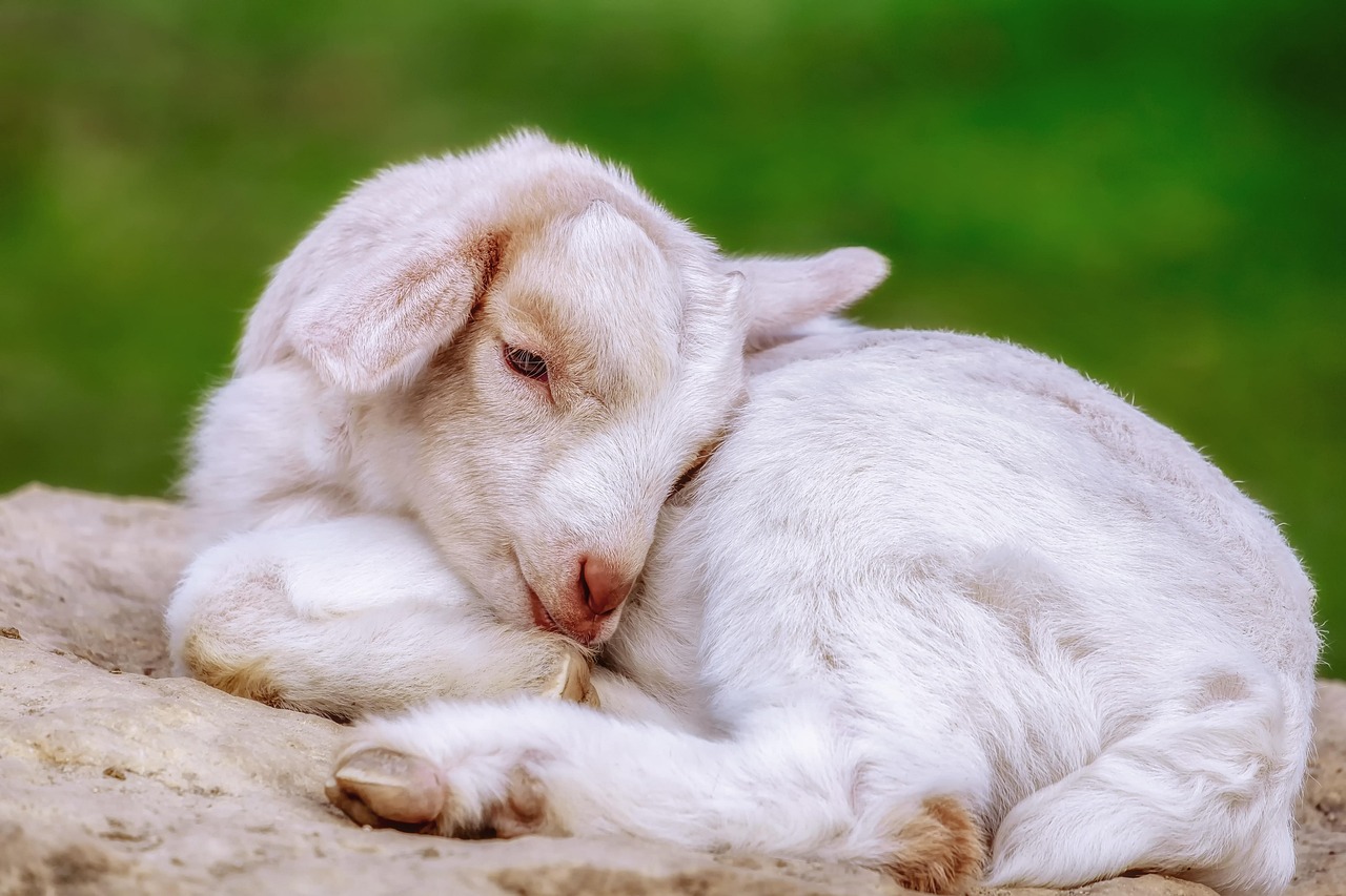 Goat Production - ORGANIC FERTILIZER IN KENYA-NAWIRI ORGANICS
