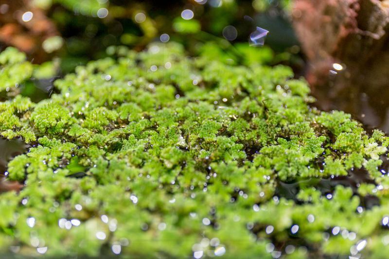 azolla-filiculoides-30594661449928_800x533