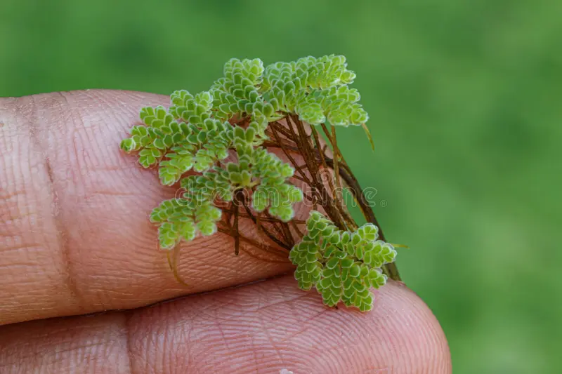 azolla-microphylla-used-ingredient-animal-feed-as-compost-270767854