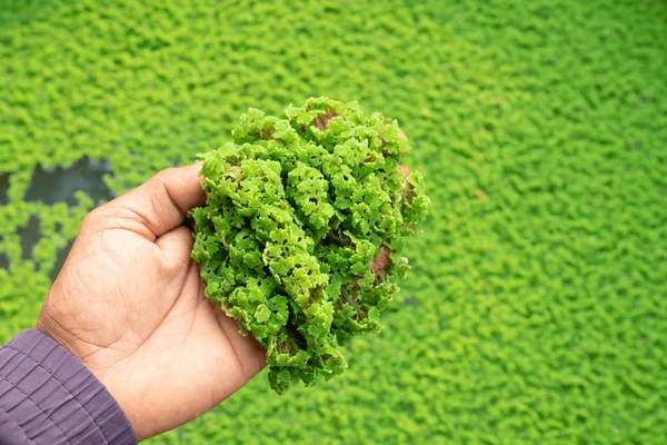 green-floating-azolla-pinnata-microphylla-600nw-1933445072